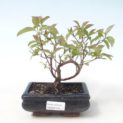 Vonkajšie bonsai - Drieň - Cornus mas VB2020-516 - 1