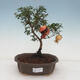 Izbová bonsai-Punic granatum nana-Granátové jablko - 1/5