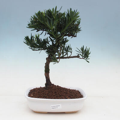 Izbová bonsai-Podocarpus- kamenný tis - 1