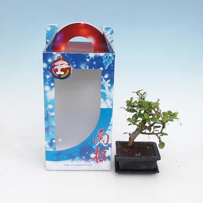 Izbová bonsai v darčekovej krabičke, Carmona macrophylla - čaj fuki