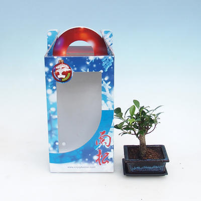 Izbová bonsai v darčekovej krabičke, Ficus retusa - fikus malolistá