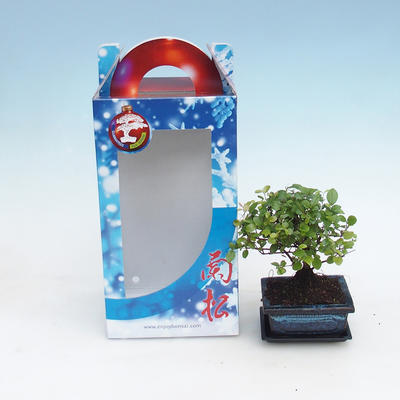 Izbová bonsai v darčekovej krabičke, Sagaretie thea - Sagaretie čajová
