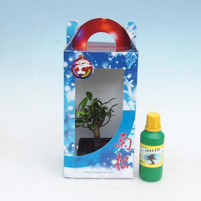 Izbová bonsai v darčekovej krabičke - 1