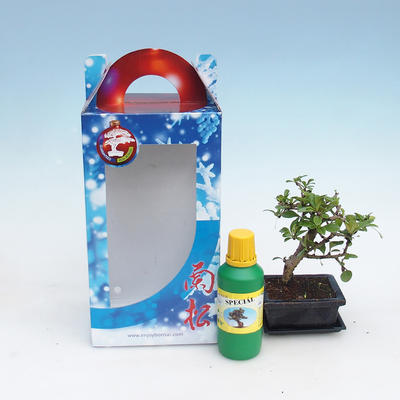 Izbová bonsai v darčekovej krabičke, Carmona macrophylla - čaj fuki