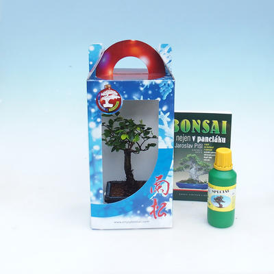 Izbová bonsai v darčekovej krabičke - 1