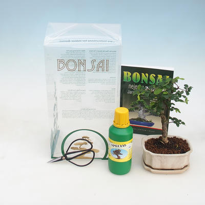 Izbová bonsai v darčekovej krabičke, Ulmus parvifolia - Brest čínsky