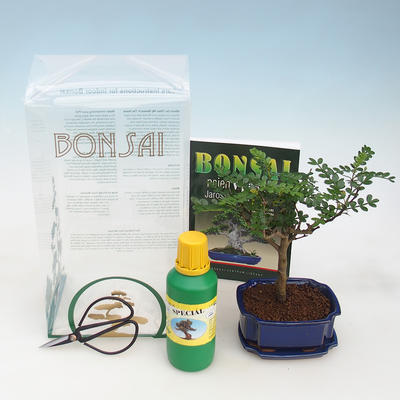 Izbová bonsai v darčekovej krabičke, Zantoxilum piperitum - piepor