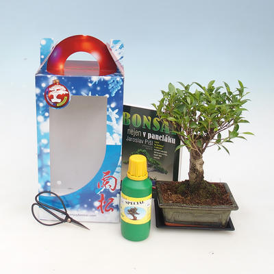 Izbová bonsai v darčekovej krabičke, Ficus retusa - fikus malolistá