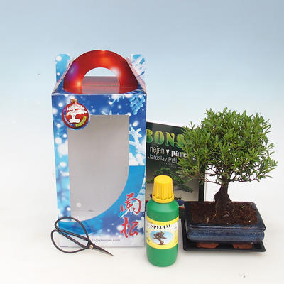 Izbová bonsai v darčekovej krabičke, Syzigium-pimentovníka