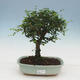 Izbová bonsai -Ligustrum retusa - malolistá vtáčí zob - 1/3