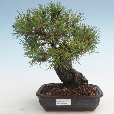 Pinus thunbergii - Borovica thunbergova VB2020-572 - 1