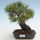 Pinus thunbergii - Borovica thunbergova VB2020-572 - 1/5