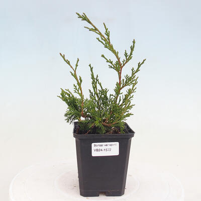 Vonkajší bonsai - Juniperus chinensis ITOIGAWA -Jalovec čínsky