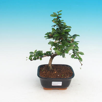 Bonsai v miestnosti - Carmona macrophylla - Tea fuki - 1