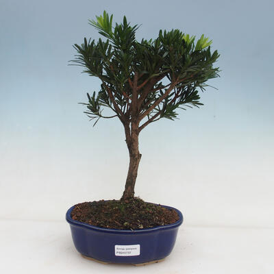 Izbová bonsai - Podocarpus - Kamenný tis - 1