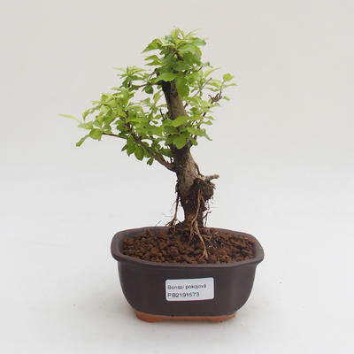 Pokojová bonsai - Duranta erecta Aurea PB2191573 - 1