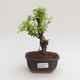 Pokojová bonsai - Duranta erecta Aurea PB2191573 - 1/3