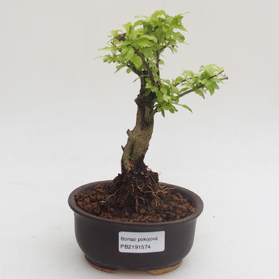 Pokojová bonsai - Duranta erecta Aurea PB2191574 - 1