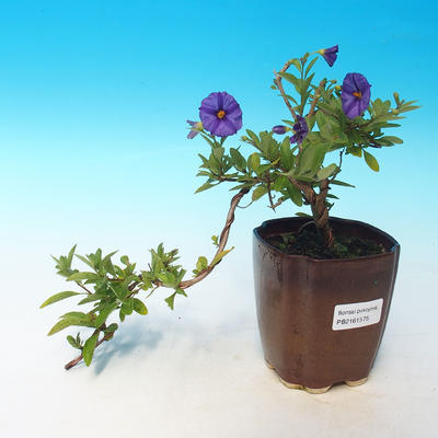 Izbová bonsai  - HORCOVÝ stromček-Solanum rantonnetii - 1