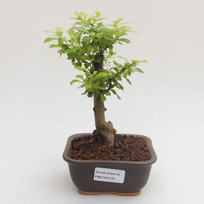 Pokojová bonsai - Duranta erecta Aurea PB2191575 - 1