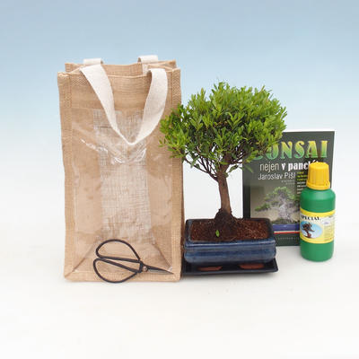 Izbová bonsai v darčekovej taške - JUTA, Syzigium-pimentovníka