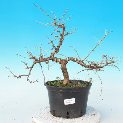 Vonkajší bonsai -Modřín opadavý-Larix decidua