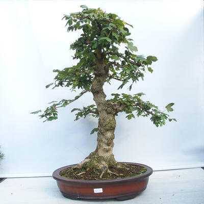 Vonkajší bonsai - Acer campestre - Javor babyka - 1