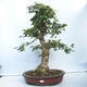 Vonkajší bonsai - Acer campestre - Javor babyka - 1/5