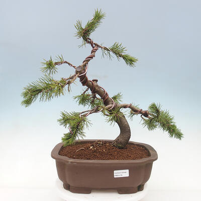 Vonkajší bonsai - Pinus mugo - Borovica kľač - 1