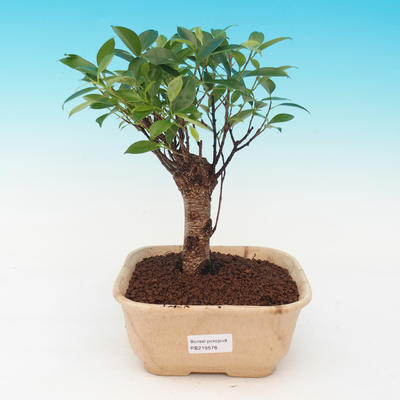Izbová bonsai - malolistá fikus PB216939 - 1