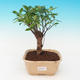 Izbová bonsai - malolistá fikus PB216939 - 1/2