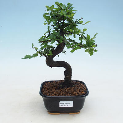 Izbová bonsai - Ulmus parvifolia - Malolistý jilm - 1