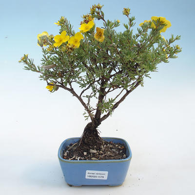 Vonkajšia bonsai-Nátržník krovitá - Potentila žltá - 1