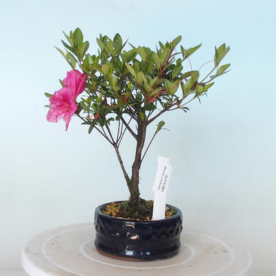 Vonkajší bonsai - Rhododendron sp. - Azalka ružová