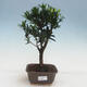 Izbová bonsai - Podocarpus - Kamenný tis - 1/2