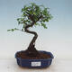 Izbová bonsai - Ulmus parvifolia - Malolistý brest - 1/3