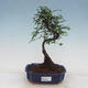 Izbová bonsai - Ulmus parvifolia - Malolistý brest - 1/3