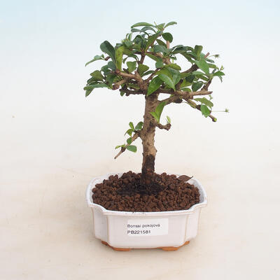 Izbové bonsai - Carmona macrophylla - Čaj fuki - 1