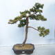 Vonkajší bonsai -Larix decidua - Smrekovec opadavý - 1/5