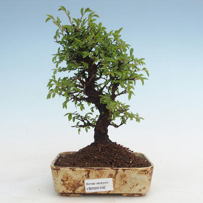 Vonkajšie bonsai - Zelkova - Zelkova Nirom VB2020-582
