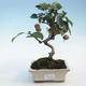 Vonkajšie bonsai - Malus halliana - Maloplodé jabloň - 1/5