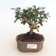 Izbové bonsai - Carmona macrophylla - Čaj fuki - 1/5