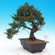 Vonkajšie bonsai - Juniperus chinensis Itoigava-Jalovec čínsky - 1/5