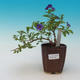 Izbová bonsai  - HORCOVÝ stromček-Solanum rantonnetii - 1/2