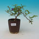Izbová bonsai  - HORCOVÝ stromček-Solanum rantonnetii - 1/2
