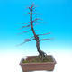 Vonkajší bonsai -Habr obyčajný - Carpinus carpinoides - 1/2