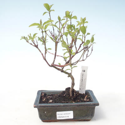 Vonkajšie bonsai - Drieň - Cornus mas VB2020-518 - 1
