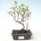 Vonkajšie bonsai - Drieň - Cornus mas VB2020-518 - 1/2