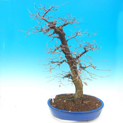 Vonkajší bonsai -Habr obyčajný - Carpinus carpinoides - 1