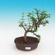 Izbová bonsai - Portulakaria Afra - Tlustice - 1/2